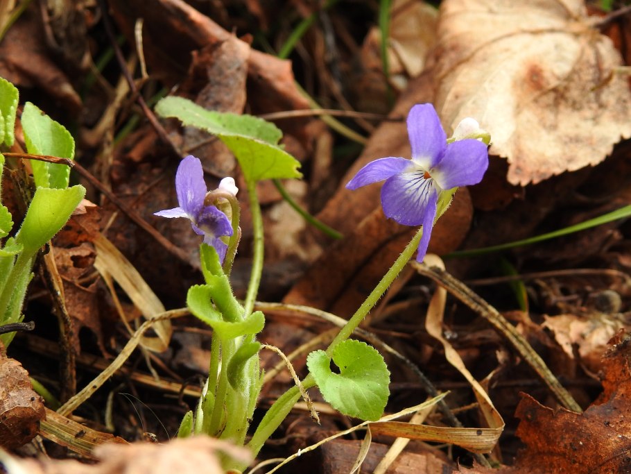 Гусиный лук описание для 2 класса