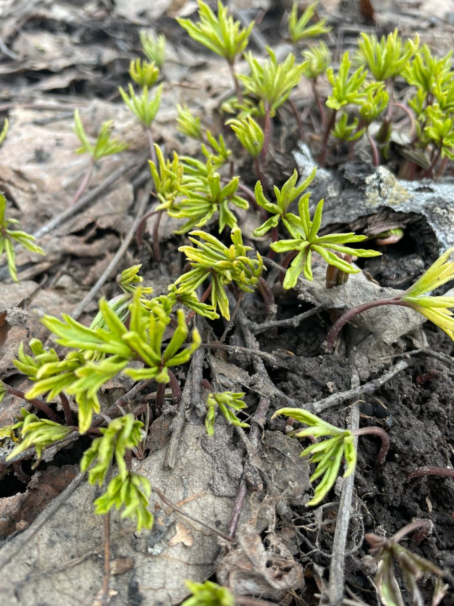 Гусиный лук (Gagea)