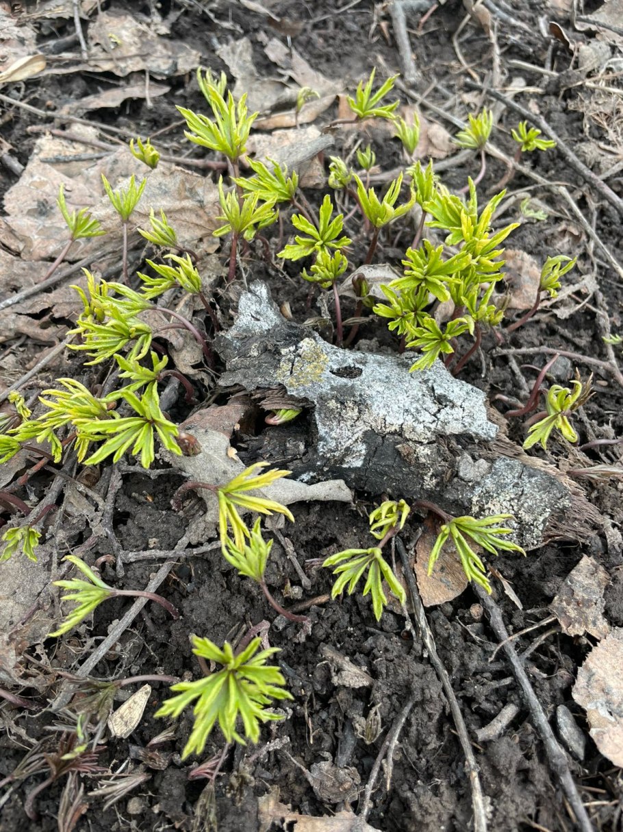 Чистяк весенний ficaria Verna