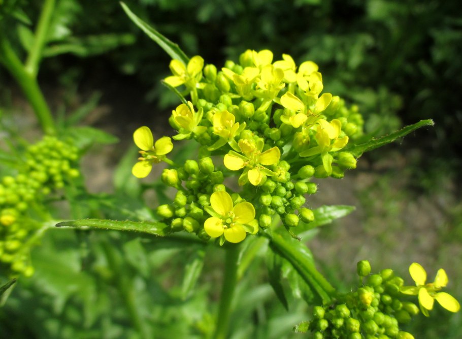 Свербига Восточная Bunias orientalis