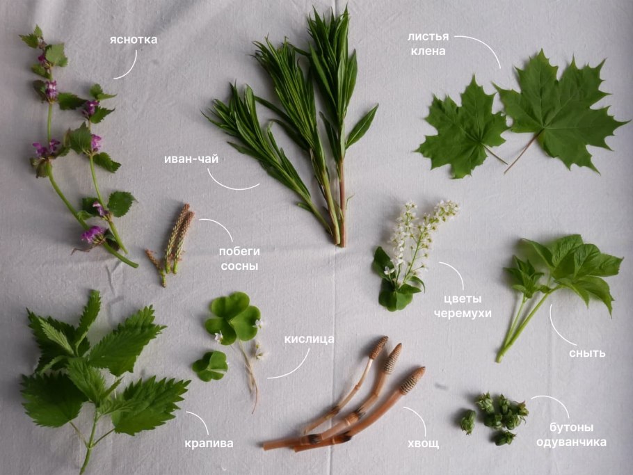 Съедобные дикоросы средней полосы