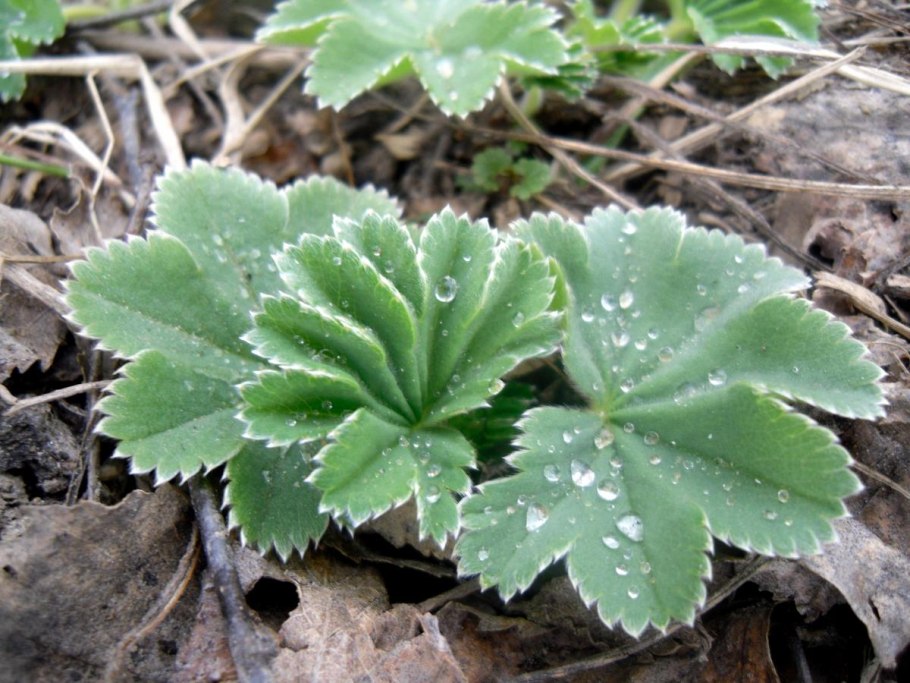 Манжетка гуттация