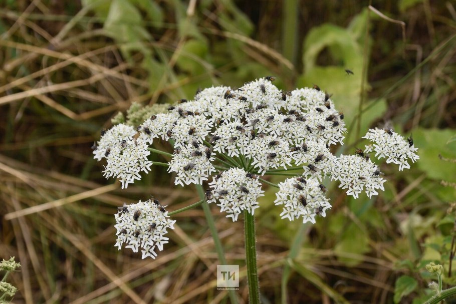 Болиголов пятнистый борщевик