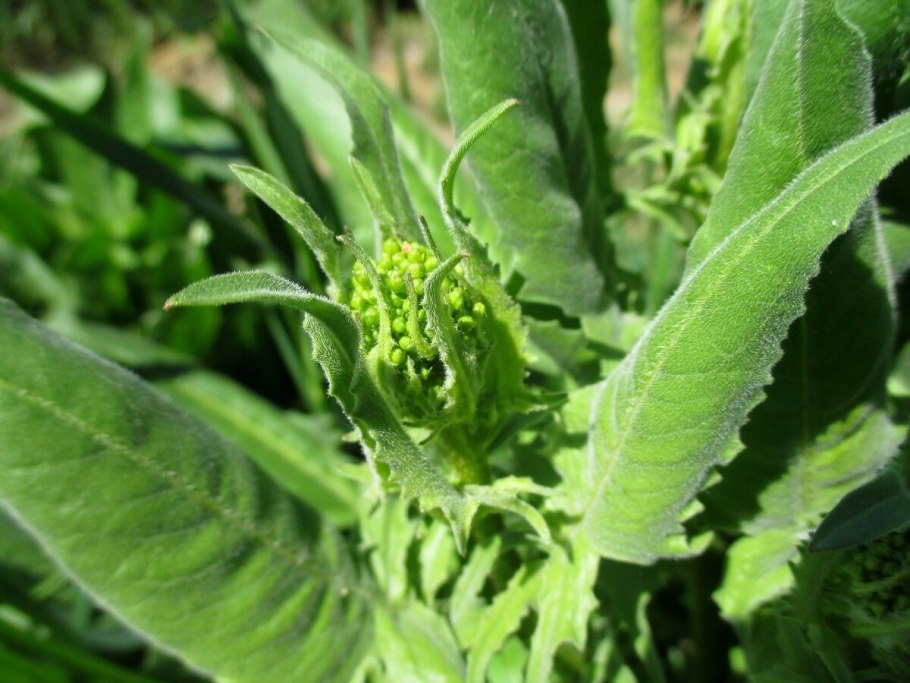 Свербига Восточная Bunias orientalis