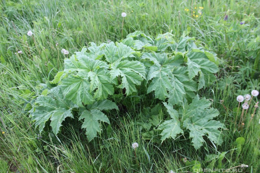 Борщевик Сосновского листья