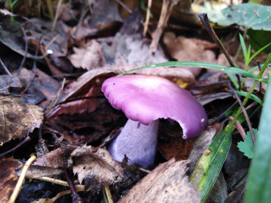 Редкие грибы средней полосы