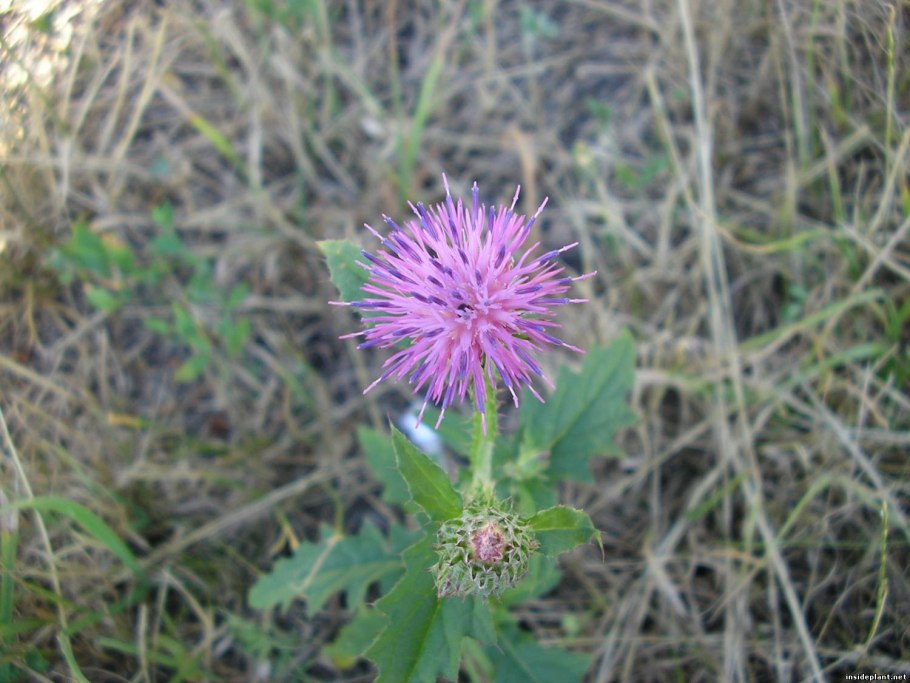 Дикорастущие растения России