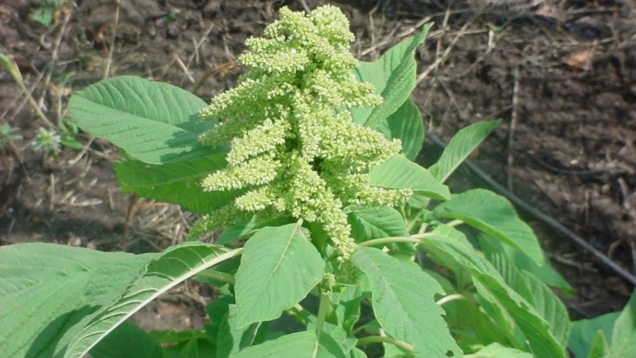 Дикий Амарант щирица