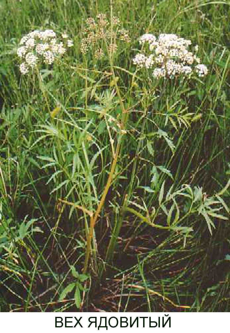 Собачий дягиль