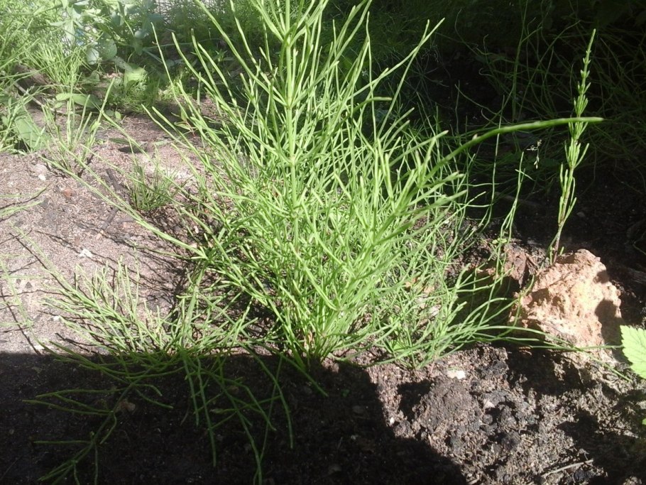 Хвощ сорняк огородный