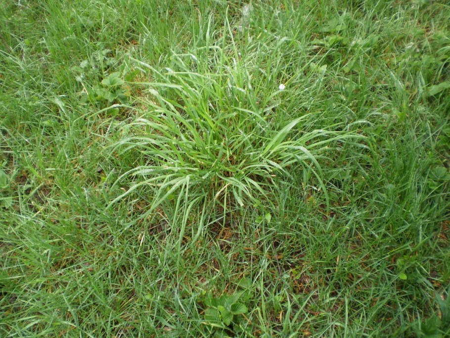 Полынь белоземельная Artemisia Terrae-Albae