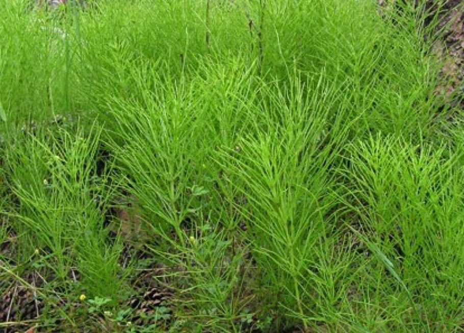 Хвойник полевой