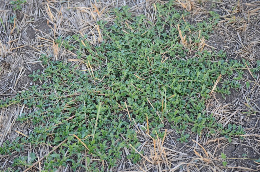 Хвощ сорняк огородный