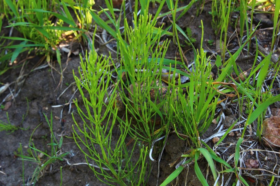 Кохия бассия