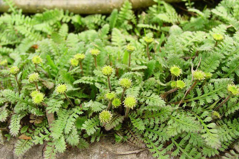 Хвощ полевой (Equisetum arvense)