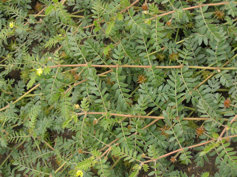 Сорняк Свинорой