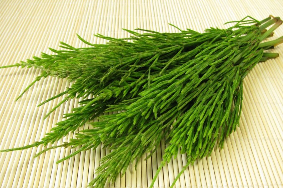 Хвощ полевой