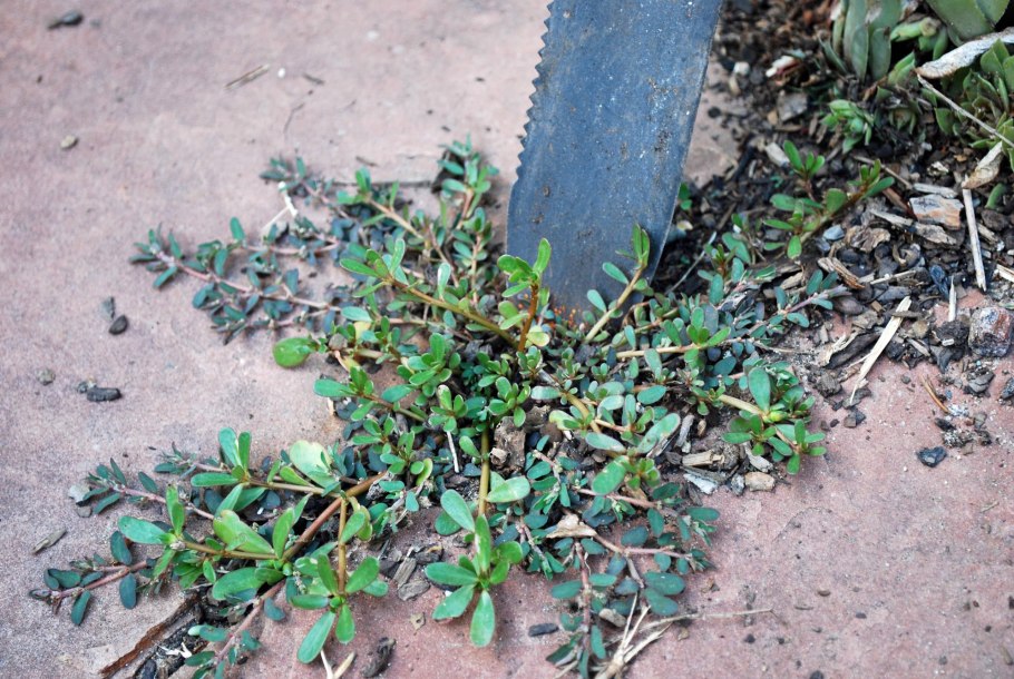 Дурнишник игольчатый