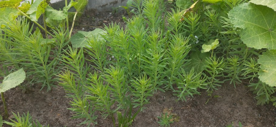 Сорняк похожий на елочку