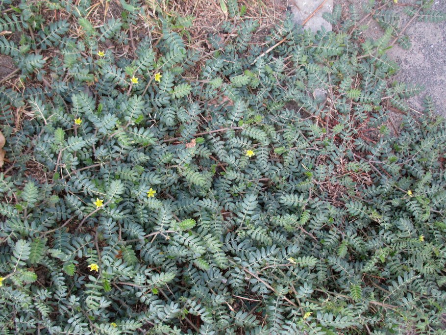 Трава Полевая стелющаяся