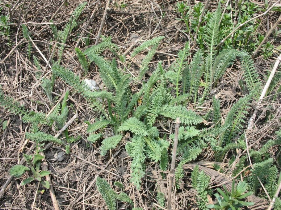 Тысячелистник всходы