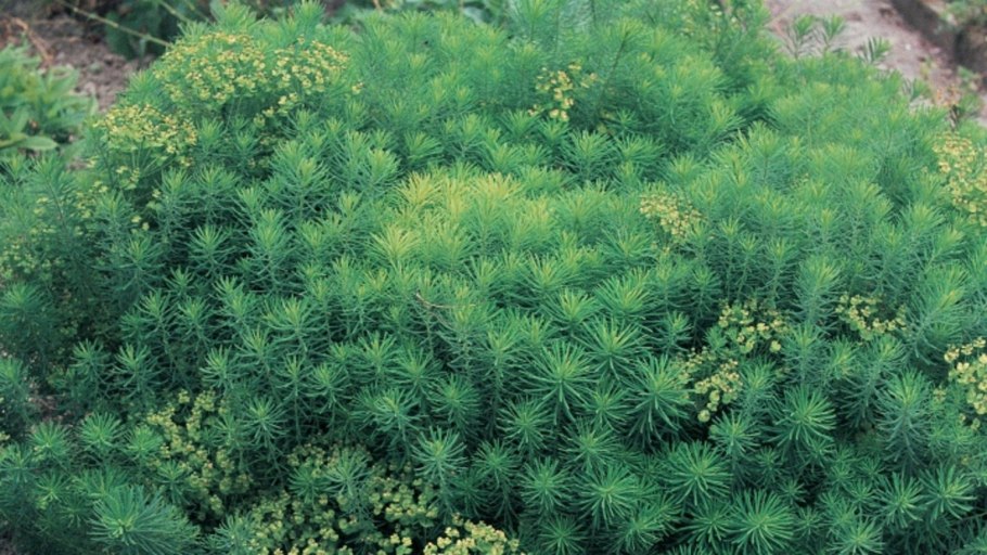 Ползучий сорняк монетчатый