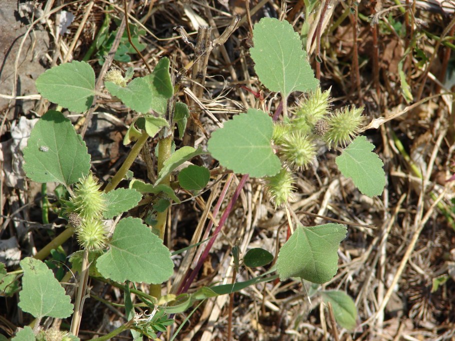 Полынь Божье дерево Тархун