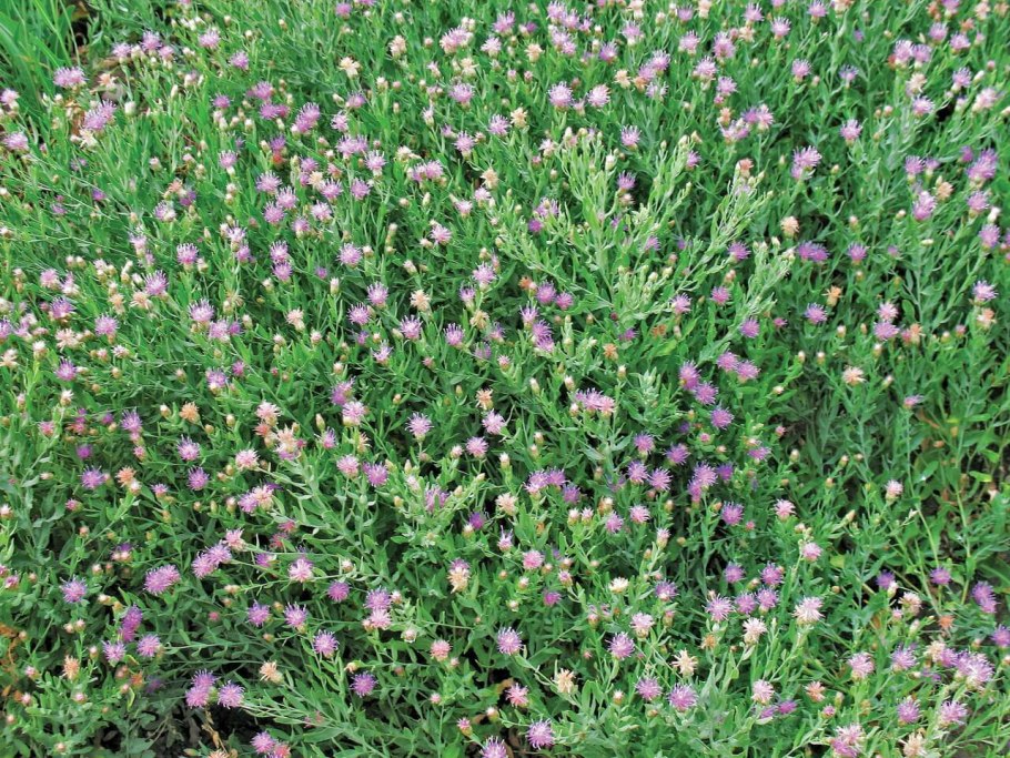 Татарник колючий сорняк