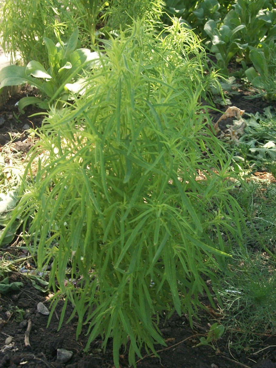 Якорец ползучий