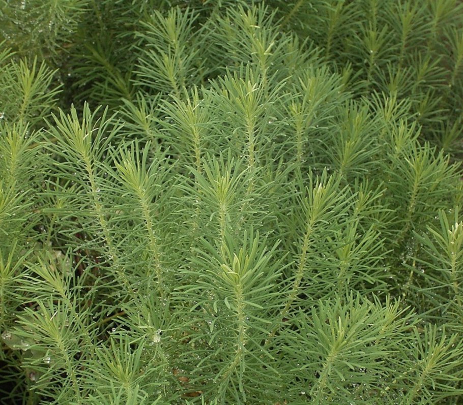 Ползучая трава сорняк портулак