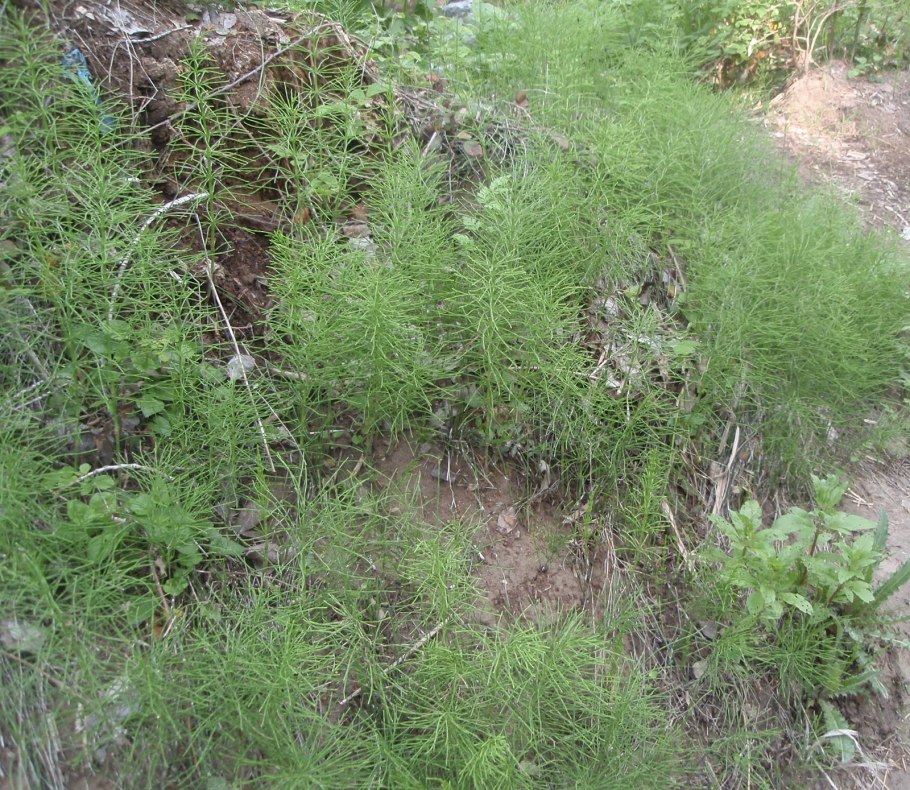 Хвощ сорняк огородный