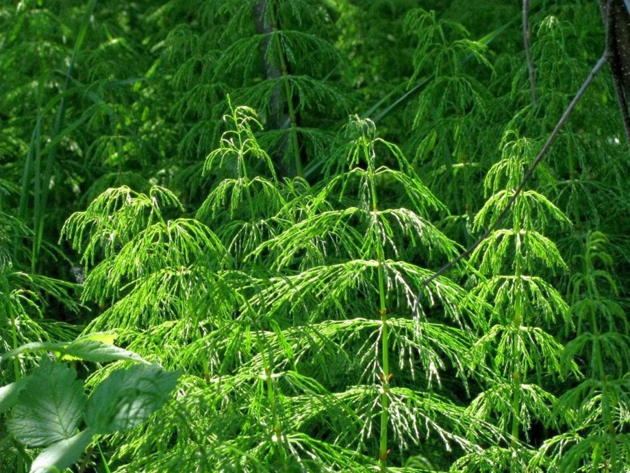 Эстрагон Гудвин