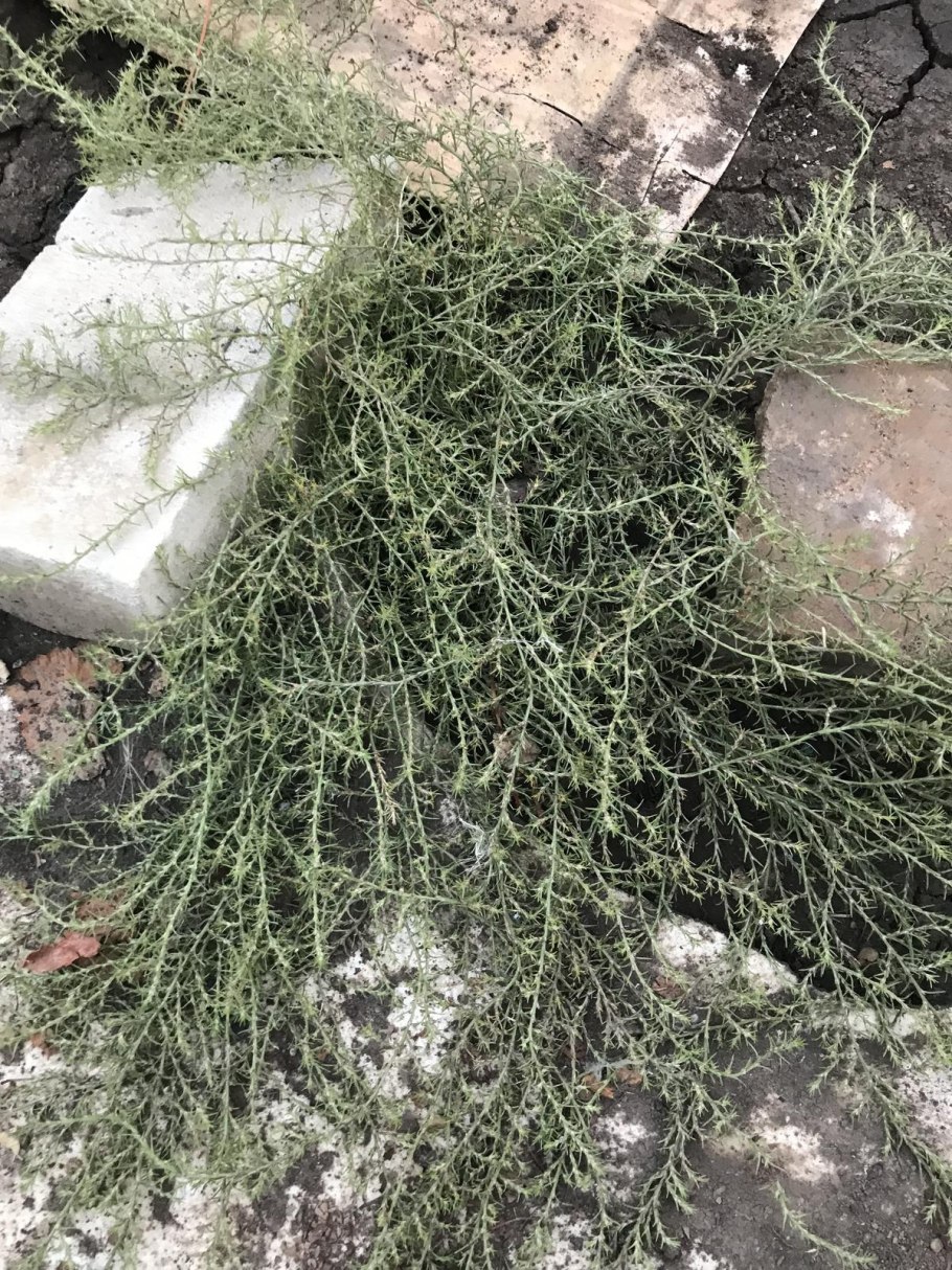 Колючка якорцы стелющиеся