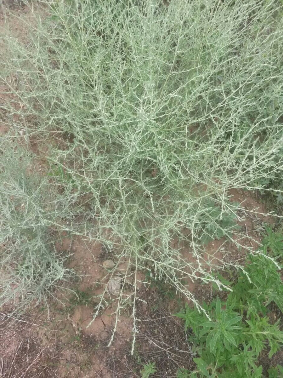 Американка сорняк польза для организма человека