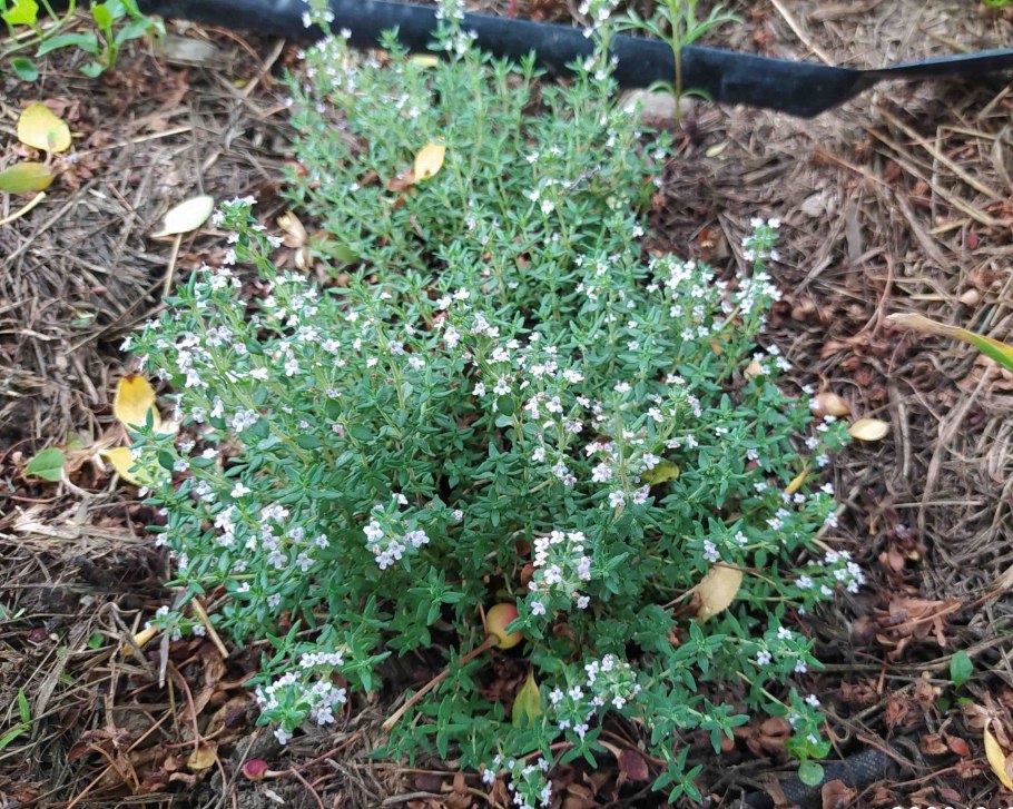 Амброзия полыннолистная методы борьбы