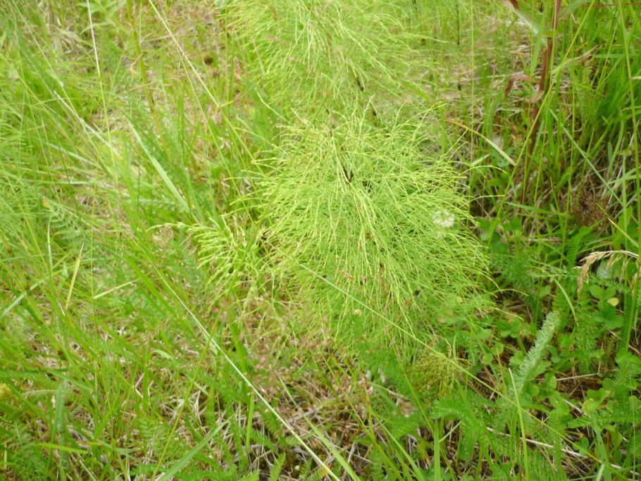 Хвощ полевой сорные растения