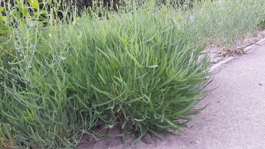 Дурнишник сорняк