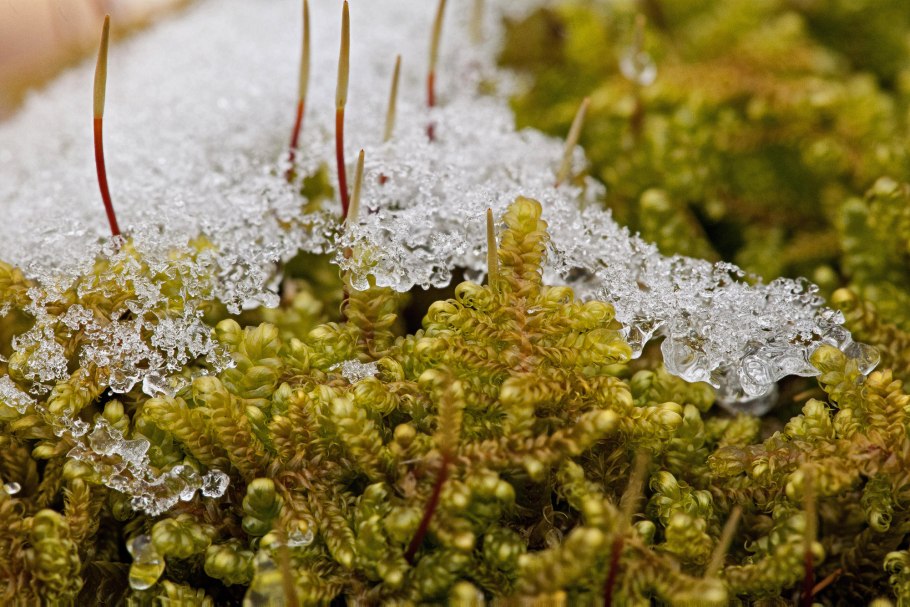 Specklebelly Lichens