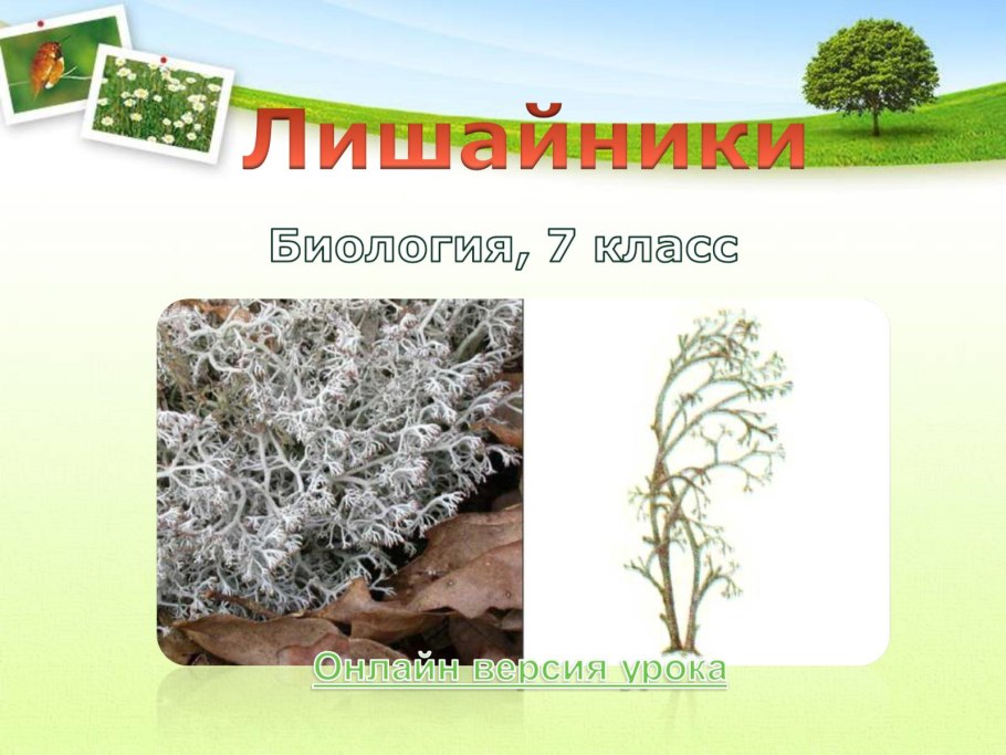 Лишайники 5 класс биология