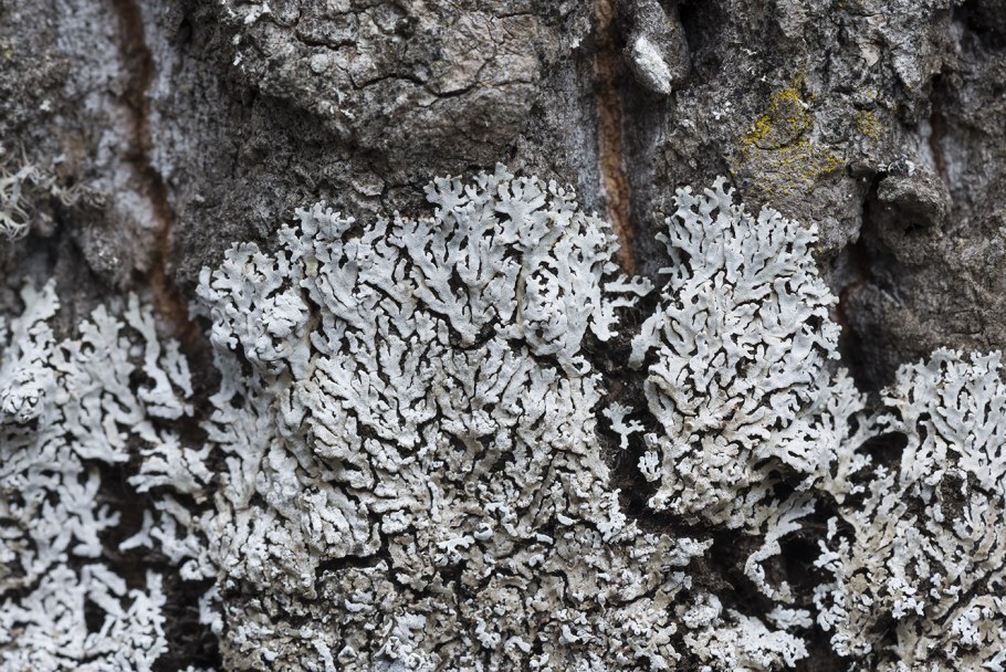 Строение гриба и лишайника