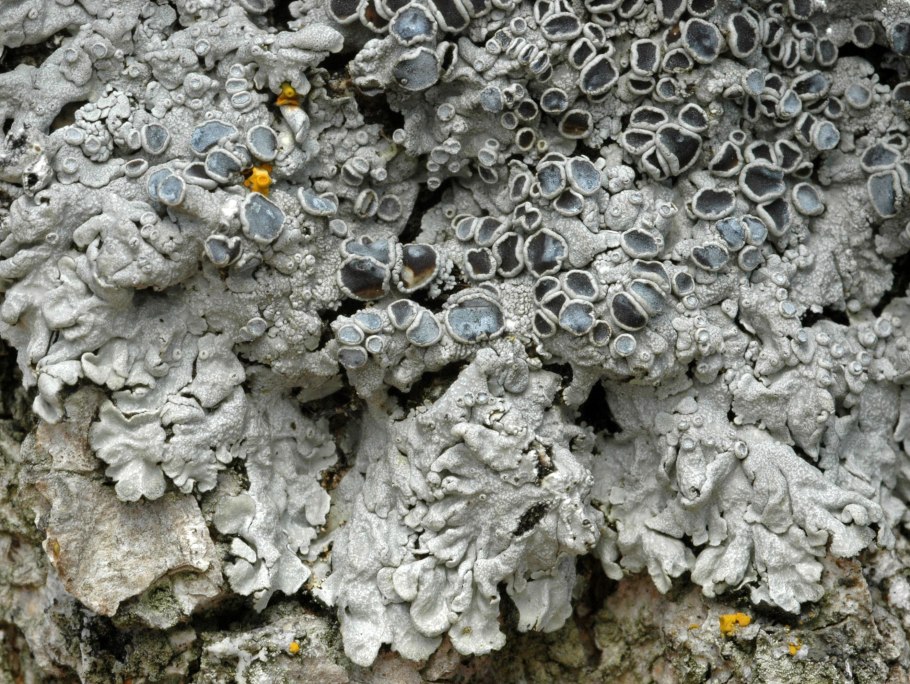 Цетрария Лаурера