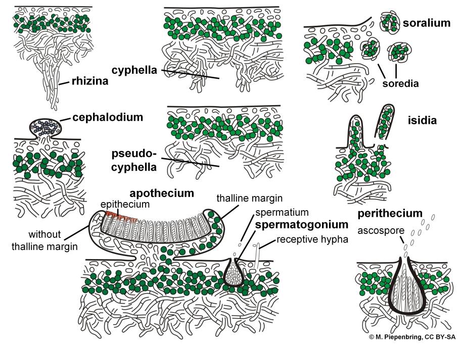 Mycoblastus лишайник