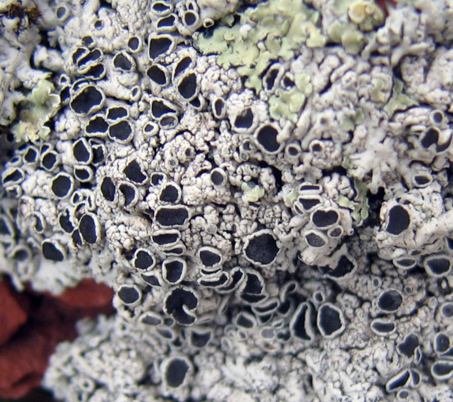 Дикранум подсохший