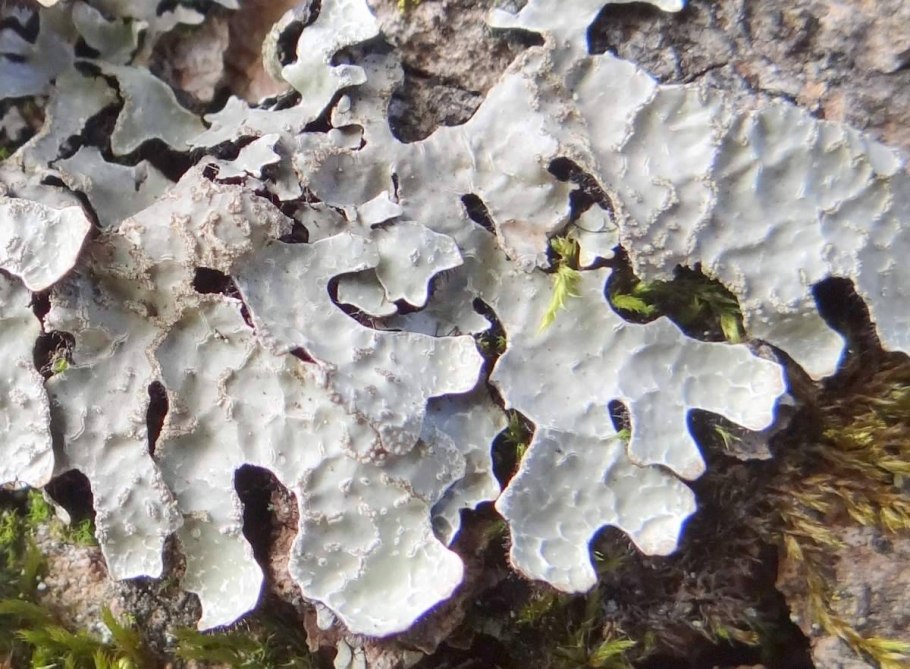 Flavocetraria nivalis внешний вид