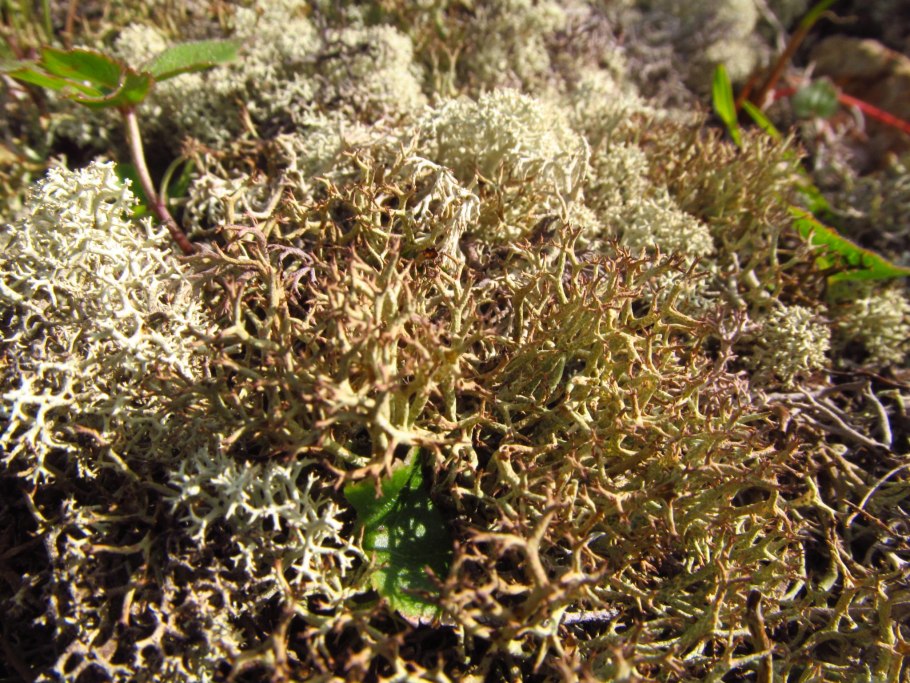 Кладония, цетрария, уснея, эверния