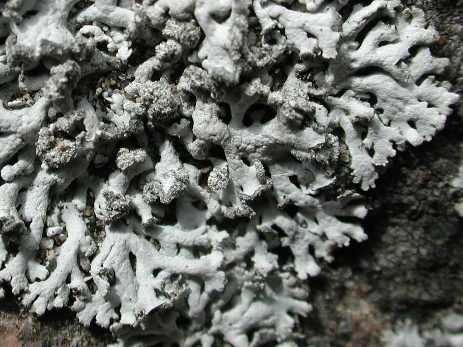 Лишайники в воде