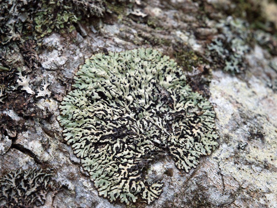 Lichens классификация