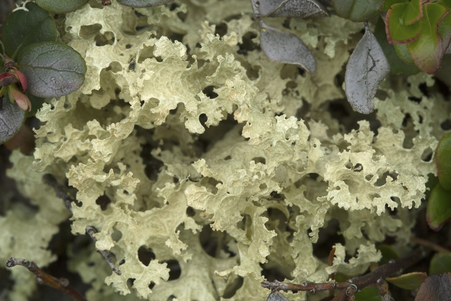 Пармелия грубоморщинистая (Parmelia ryssolea)