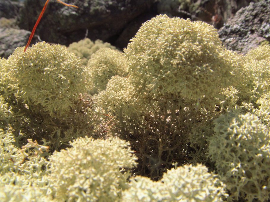 Веррукария лишайник