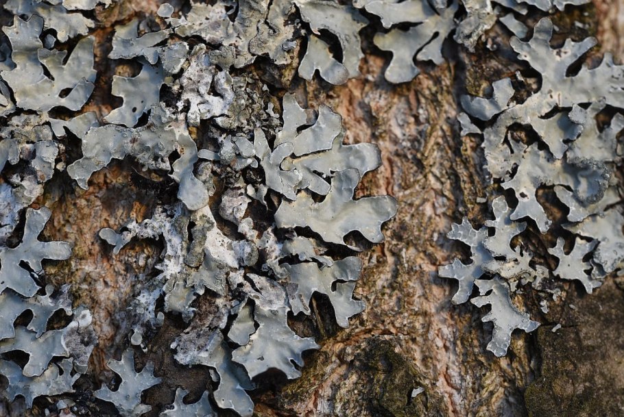 Микориза грибокорень